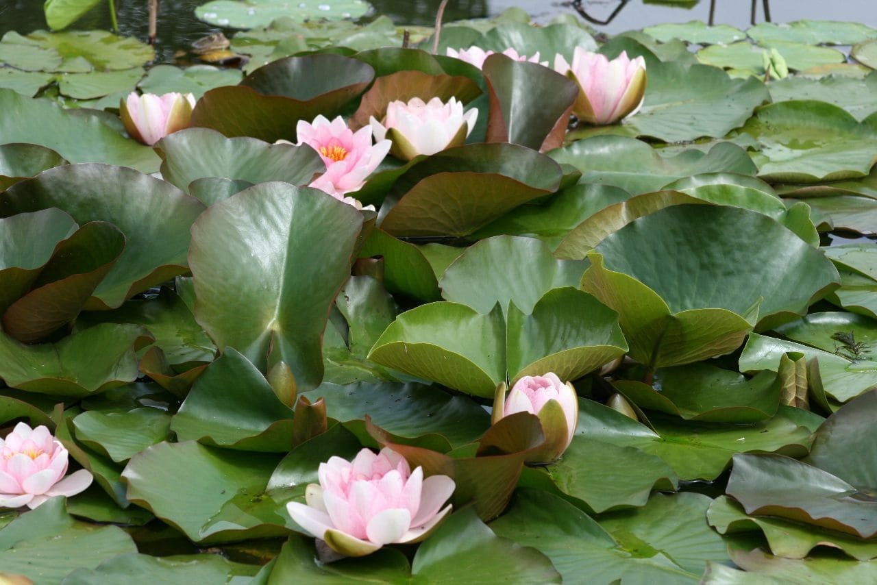 La Romaine Carsac-Aillac